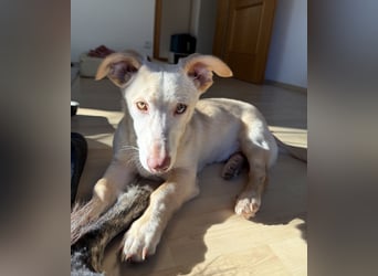 Francky Stanley, geb. ca. 08/2025, lebt auf einer Pflegestelle in 81929 München