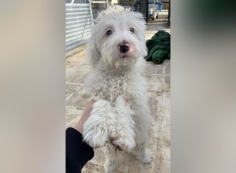 Elli, geb. ca. 08/2025, lebt in GRIECHENLAND, im städt. Tierheim Serres