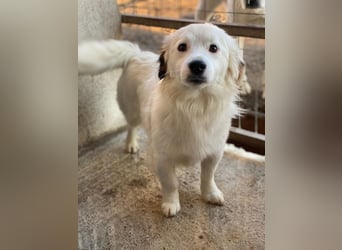 Voddi, geb. ca. 01/2025, lebt in GRIECHENLAND, im städt. Tierheim Serres, 39108 Magdeburg