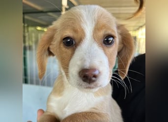 Wanda Rory, geb. ca.08/2025, lebt in GRIECHENLAND, auf einer privaten Pflegestelle