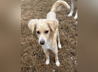 Hazel, geb. ca.02/2025, lebt in GRIECHENLAND, auf einer privaten Pflegestelle