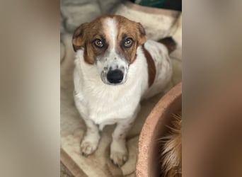 Lio, geb. ca. 06/2024, lebt auf einer Pflegestelle in 24103 Kiel