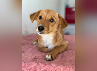 Name: Calea, geb. ca. 04/2026, lebt in GRIECHENLAND, im städt. Tierheim Serres