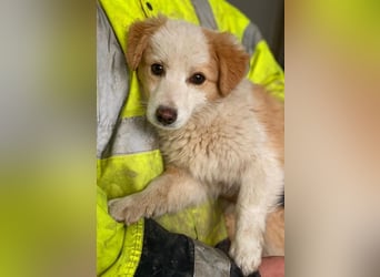 Frederic, geb. ca. 08/2025, lebt in GRIECHENLAND, im städt. Tierheim Serres