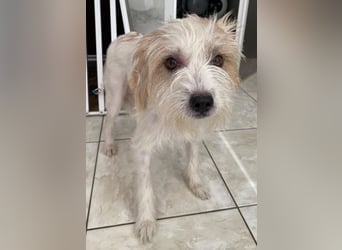 Eko, geb. ca 11/2021, lebt auf einer Pflegestelle in 53940 Hellenthal