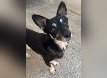 Litaria, geb. ca. 05/2023, lebt in GRIECHENLAND, im städt. Tierheim Serres