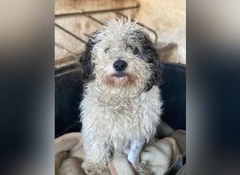 Günni, geb. ca. 12/2023, lebt auf einer Pflegestelle in 45896 Gelsenkirchen