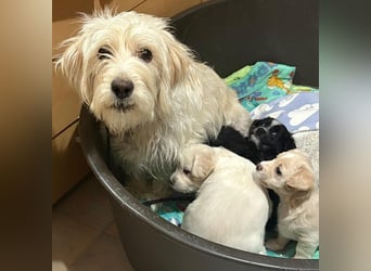 Nefeli, geb. ca. 01/2025, lebt in GRIECHENLAND, auf einer privaten Pflegestelle