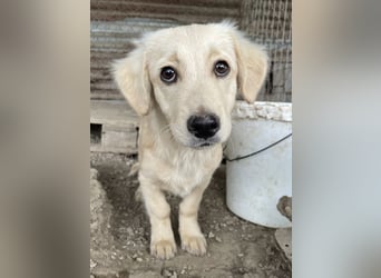 Fina geb. ca. 03/2026, lebt in GRIECHENLAND, im städt. Tierheim Serres