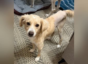 Hazel, geb. ca.02/2025, lebt in GRIECHENLAND, auf einer privaten Pflegestelle