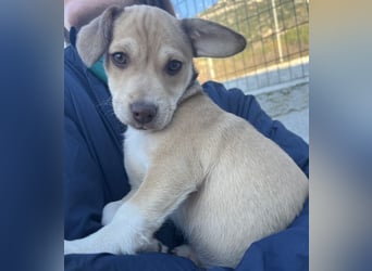 Vincenta, geb. ca. 08/2025, lebt auf einer Pflegestelle in 21391 Reppenstedt