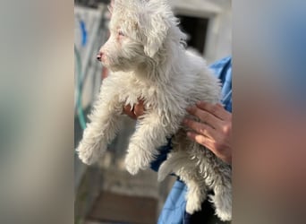 Elli, geb. ca. 08/2025, lebt in GRIECHENLAND, im städt. Tierheim Serres