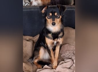 Dio, geb. ca. 01/2025, lebt in GRIECHENLAND, auf einer privaten Pflegestelle