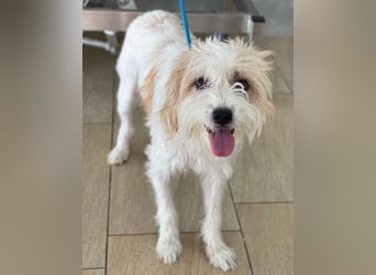 Eko, geb. ca 11/2021, lebt auf einer Pflegestelle in 53940 Hellenthal