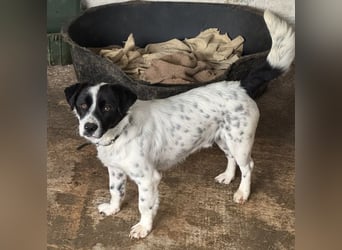 Skittles, geb. ca. 12/2023, lebt in GRIECHENLAND, auf einer privaten Pflegestelle