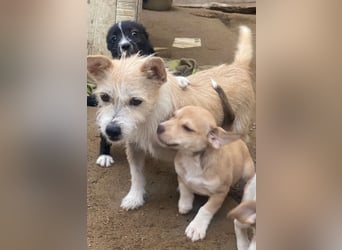 Trulla, geb. ca. 05/2024, lebt auf einer Pflegestelle in 53947 Nettersheim