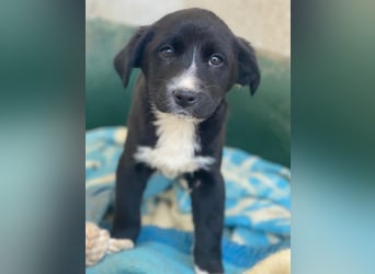 Peach, geb. ca. 10/2025, lebt in GRIECHENLAND, im städt. Tierheim Serres