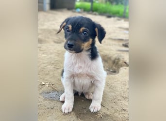 Caien, geb. ca. 10/2025, lebt in GRIECHENLAND, auf einer privaten Pflegestelle