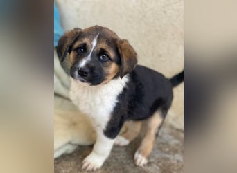 Boreas, geb. ca. 10/2025, lebt in GRIECHENLAND, im städt. Tierheim Serres, 69151 Neckargemünd 69