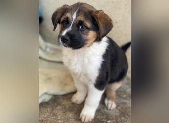 Boreas, geb. ca. 10/2025, lebt in GRIECHENLAND, im städt. Tierheim Serres, 69151 Neckargemünd 69