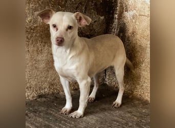 Newton, geb. ca. 01/2025, lebt in GRIECHENLAND, auf einer privaten Pflegestelle