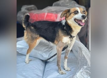 Foxy, geb. ca. 06/2024, lebt in GRIECHENLAND, auf einer privaten Pflegestelle