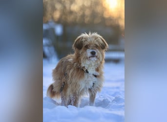 Willi, geb. ca. 09/2023, lebt auf einer Pflegestelle in 30655 Hannover