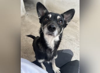 Litaria, geb. ca. 05/2023, lebt in GRIECHENLAND, im städt. Tierheim Serres