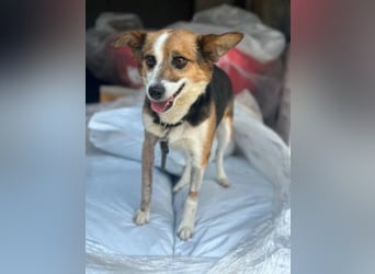 Foxy, geb. ca. 06/2024, lebt in GRIECHENLAND, auf einer privaten Pflegestelle