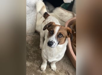 Lio, geb. ca. 06/2024, lebt auf einer Pflegestelle in 24103 Kiel