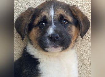 Boreas, geb. ca. 10/2025, lebt in GRIECHENLAND, im städt. Tierheim Serres, 69151 Neckargemünd 69