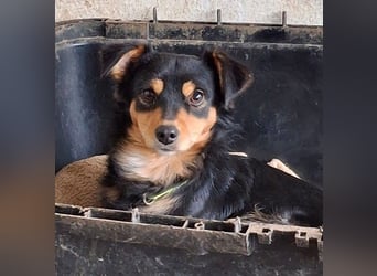 Dio, geb. ca. 01/2025, lebt in GRIECHENLAND, auf einer privaten Pflegestelle