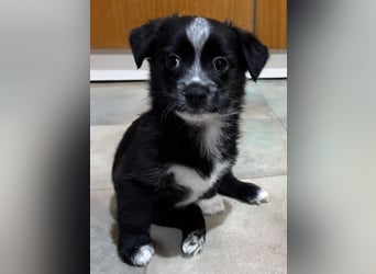 Jody, geb. ca. 10/2025, lebt in GRIECHENLAND, auf einer privaten Pflegestelle