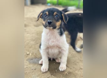 Caien, geb. ca. 10/2025, lebt in GRIECHENLAND, auf einer privaten Pflegestelle