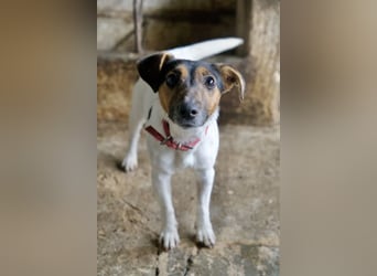 Möök, geb. ca. 04/2025, lebt in GRIECHENLAND, auf einer privaten Pflegestelle