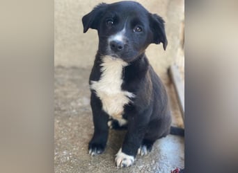 Peach, geb. ca. 10/2025, lebt in GRIECHENLAND, im städt. Tierheim Serres