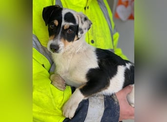 Julia, geb. ca. 08/2025, lebt in GRIECHENLAND, im städt. Tierheim Serres