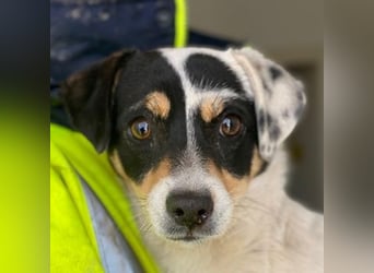 Julia, geb. ca. 08/2025, lebt in GRIECHENLAND, im städt. Tierheim Serres