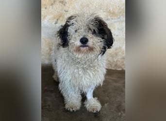 Günni, geb. ca. 12/2023, lebt auf einer Pflegestelle in 45896 Gelsenkirchen