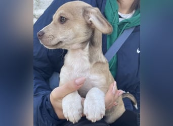 Vincenta, geb. ca. 08/2025, lebt auf einer Pflegestelle in 21391 Reppenstedt