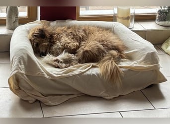 Willi, geb. ca. 09/2023, lebt auf einer Pflegestelle in 30655 Hannover