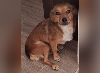 Ardyn, geb. ca. 04/2024, lebt auf einer Pflegestelle in 79206 Gündlingen