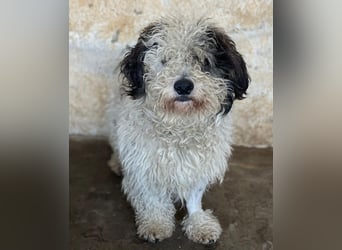 Günni, geb. ca. 12/2023, lebt auf einer Pflegestelle in 45896 Gelsenkirchen