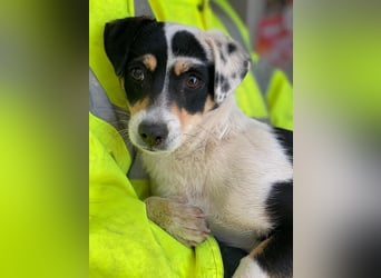 Julia, geb. ca. 08/2025, lebt in GRIECHENLAND, im städt. Tierheim Serres