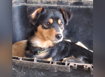 Dio, geb. ca. 01/2025, lebt in GRIECHENLAND, auf einer privaten Pflegestelle