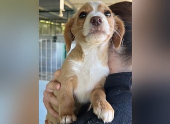 Wanda Rory, geb. ca.08/2025, lebt in GRIECHENLAND, auf einer privaten Pflegestelle