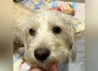 Nefeli, geb. ca. 01/2025, lebt in GRIECHENLAND, auf einer privaten Pflegestelle