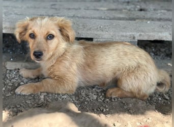 Audrey, geb. ca. 03/2026, lebt in GRIECHENLAND, im städt. Tierheim Serres