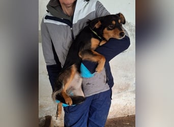 Dio, geb. ca. 01/2025, lebt in GRIECHENLAND, auf einer privaten Pflegestelle