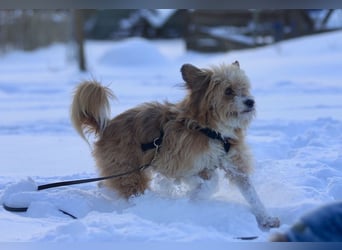 Willi, geb. ca. 09/2023, lebt auf einer Pflegestelle in 30655 Hannover